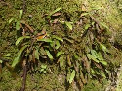 Notogrammitis ciliata. Mature plants with short fronds growing from erect rhizomes.
 Image: L.R. Perrie © Leon Perrie CC BY-NC 3.0 NZ